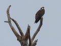 Portrait of an Osprey Atop a Dead Tree Royalty Free Stock Photo