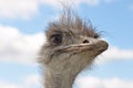 Portrait of an ostrich Royalty Free Stock Photo