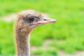 Portrait of an ostrich with big eyes pink beak against blurred green background.sunny summer day. Ostrich eyes closeup Royalty Free Stock Photo