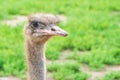 Portrait of an ostrich with big eyes pink beak against blurred green background.sunny summer day. Ostrich eyes closeup Royalty Free Stock Photo