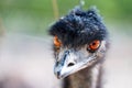 Portrait of ostrich bird Royalty Free Stock Photo
