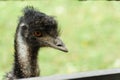 Portrait of the ostrich Royalty Free Stock Photo