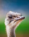 Portrait of a Ostrich, close up Royalty Free Stock Photo