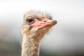 Portrait of a Ostrich, close up Royalty Free Stock Photo