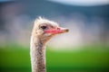 Portrait of a Ostrich, close up Royalty Free Stock Photo