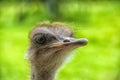 Portrait of an ostrich Royalty Free Stock Photo