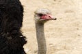 Portrait of a ostrich close-up. Ostrich head Struthio camelus.