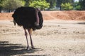 A portrait of the ostrich or common ostrich Royalty Free Stock Photo