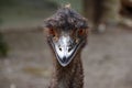 Portrait of an ostrich Emu. Bird`s head close-up Royalty Free Stock Photo