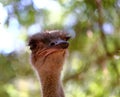 Portrait of an ostrich  Ostrich face close up Royalty Free Stock Photo