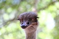 Portrait of an ostrich  Ostrich face close up Royalty Free Stock Photo