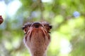 Portrait of an ostrich  Ostrich face close up Royalty Free Stock Photo
