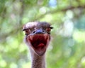Portrait of an ostrich  Ostrich face close up Royalty Free Stock Photo