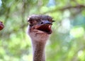 Portrait of an ostrich  Ostrich face close up Royalty Free Stock Photo
