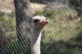 Portrait of ostrich in the field Royalty Free Stock Photo
