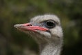 Portrait of ostrich in the field