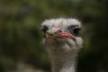Portrait of ostrich in the field