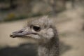 Portrait of ostrich in the field