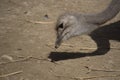 Portrait of ostrich in the field eating Royalty Free Stock Photo