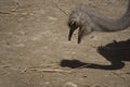 Portrait of ostrich in the field eating Royalty Free Stock Photo