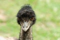 Portrait of the ostrich on the green background Royalty Free Stock Photo