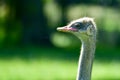 Portrait of an ostrich with a green background Royalty Free Stock Photo