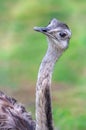 Portrait of an ostrich with green background Royalty Free Stock Photo