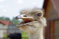 Portrait of ostrich head Royalty Free Stock Photo