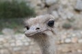 Head of emu. (Struthio camelus) Royalty Free Stock Photo