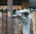 Portrait of an ostrich. Head of emu. (Struthio camelus) is one of large flightless birds native to Africa. Royalty Free Stock Photo