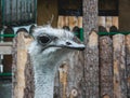 Portrait of an ostrich. Head of emu. (Struthio camelus) is one of large flightless birds native to Africa. Royalty Free Stock Photo