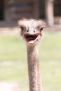 Portrait Ostrich head Royalty Free Stock Photo