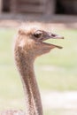 Portrait Ostrich head Royalty Free Stock Photo