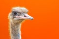 Portrait of an ostrich head profile.Bird ostrich with funny look on orange background.closeup.copy space