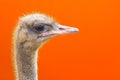 Portrait of an ostrich head profile.Bird ostrich with funny look on orange background.closeup.copy space Royalty Free Stock Photo