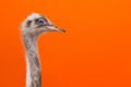 Portrait of an ostrich head profile.Bird ostrich with funny look on orange background.closeup.copy space Royalty Free Stock Photo