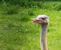 Portrait of an ostrich on a long neck with an open beak against the background of green vegetation in nature. Close-up Royalty Free Stock Photo