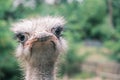 Portrait of an ostrich looking into the camera against the backdrop of greenery in the wild, close-up. Royalty Free Stock Photo