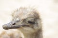 Portrait of an ostrich in nature