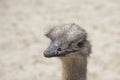 Portrait of an ostrich in nature