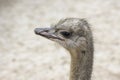 Portrait of an ostrich in nature