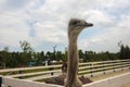 Portrait of an ostrich in nature