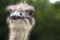 Portrait of an ostrich in nature