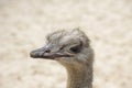 Portrait of an ostrich in nature