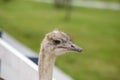 Portrait of an ostrich in nature