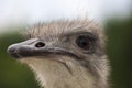 Portrait of an ostrich in nature