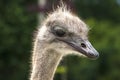 Portrait of an ostrich in nature