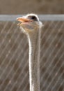 Portrait of ostrich on the nature