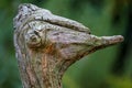 A portrait of an ostrich in an old piece of weathered tree root