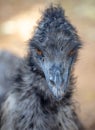 Portrait of an ostrich in the park